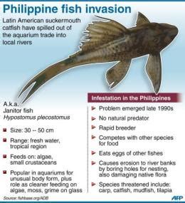 How Did the Janitor Fish End Up Surviving—and Thriving—in the .